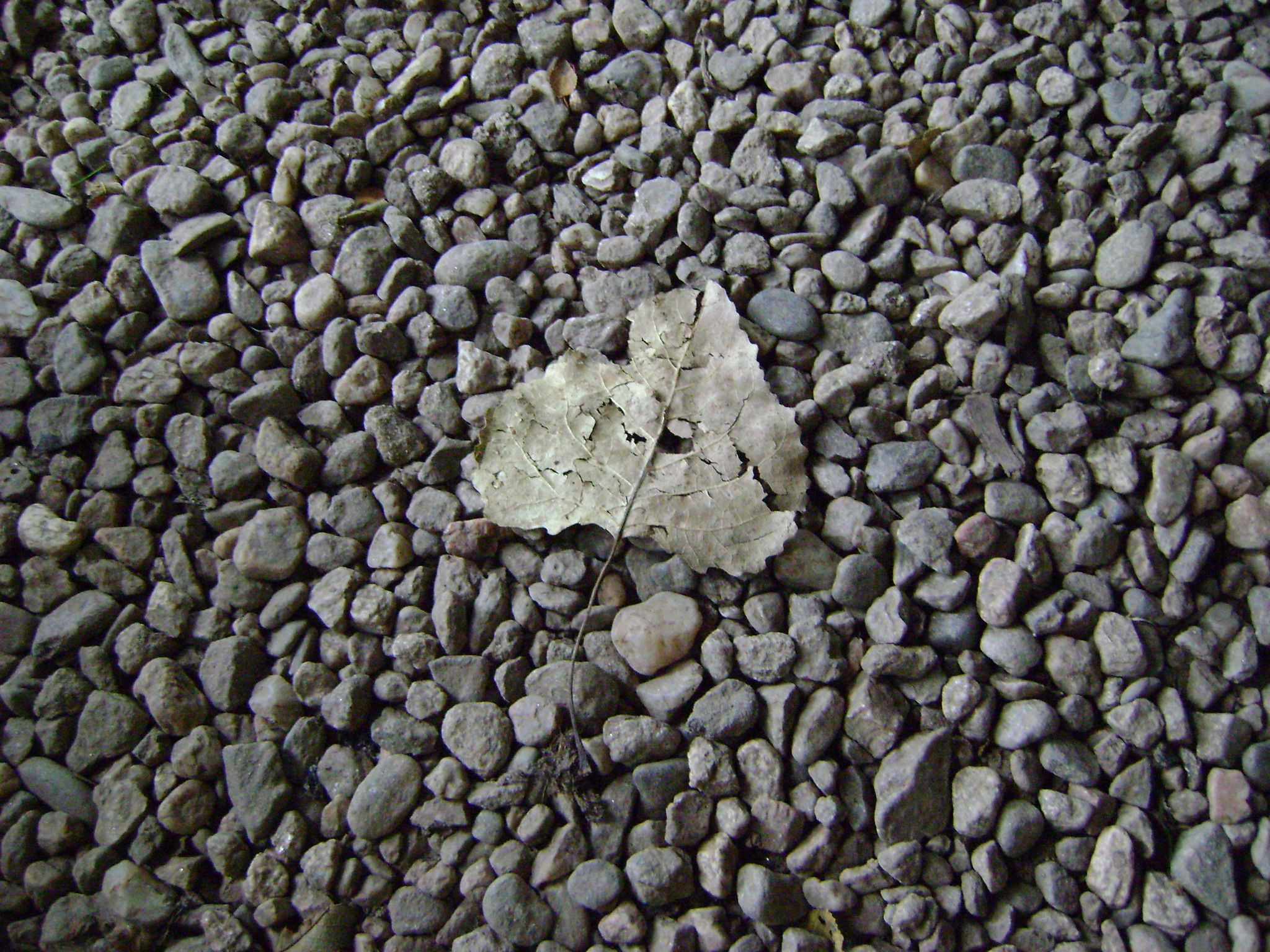 fotos/2011 - Los Reartes/DSC03488.JPG